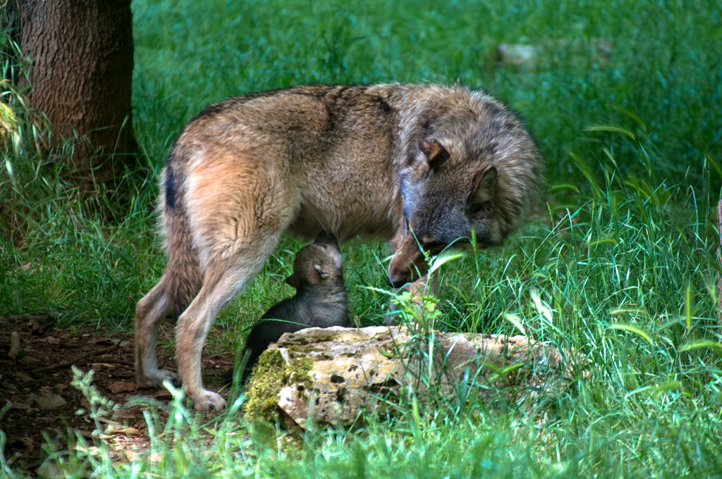 gites proche parc animalier gramat